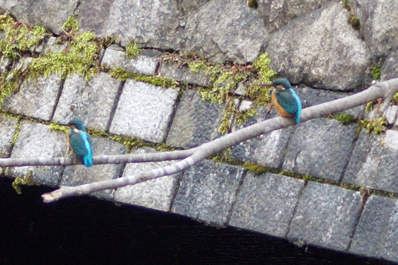 c0042418_8201785.jpg