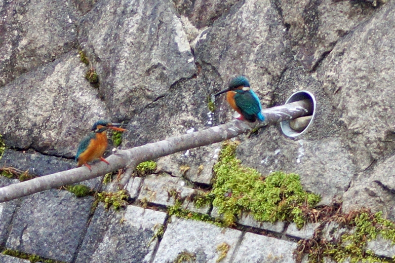 c0042418_8205696.jpg