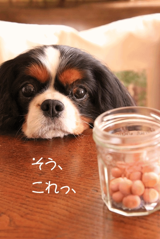 c0145250_10395461.gif