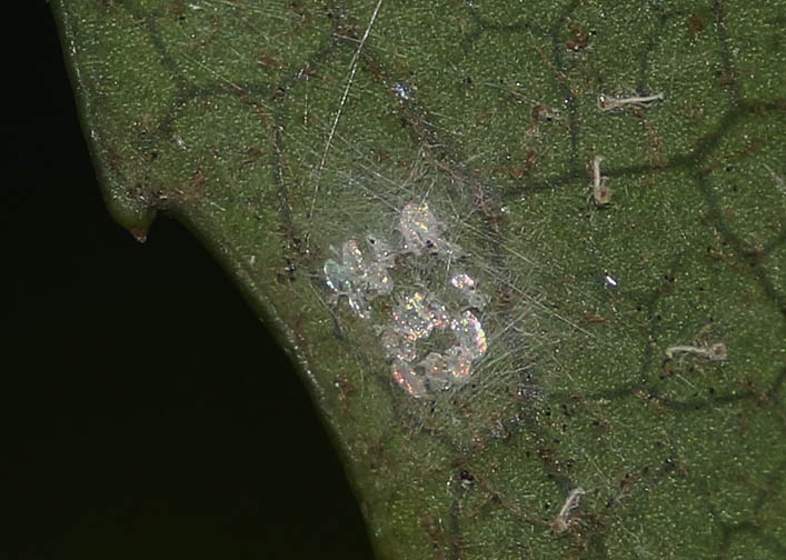 d0146854_21321264.jpg