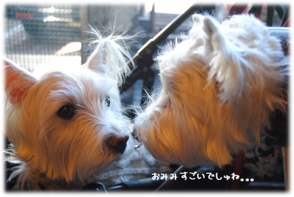 b0242873_08193227.png