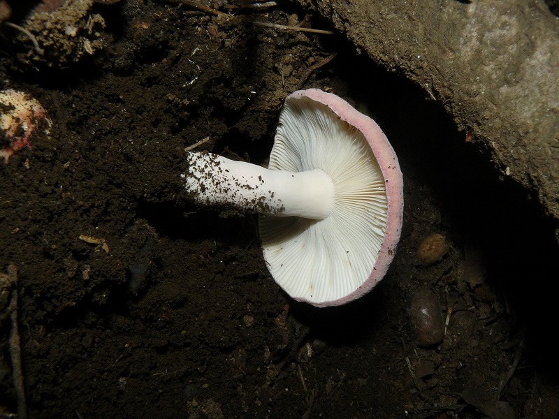d0019074_832727.jpg
