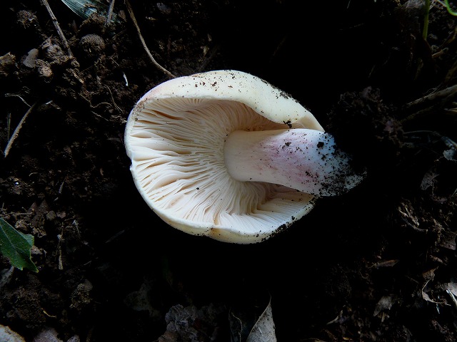 d0019074_833374.jpg