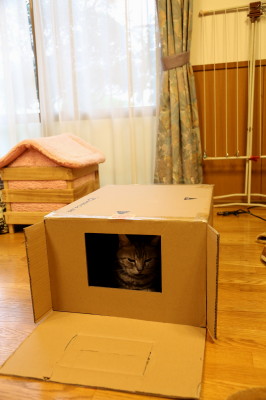f0037378_10295441.jpg