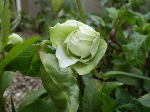 a0135990_22101720.jpg