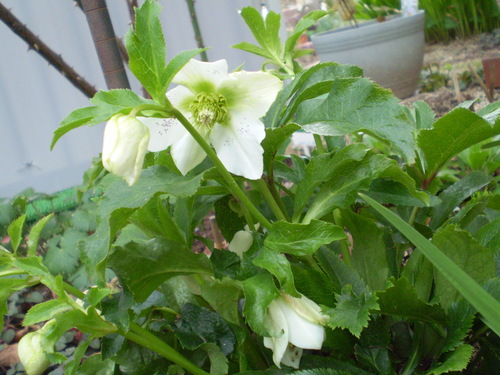 a0135990_229294.jpg