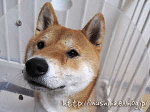 a0286855_17525992.gif