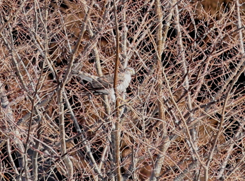 d0262476_6304517.jpg