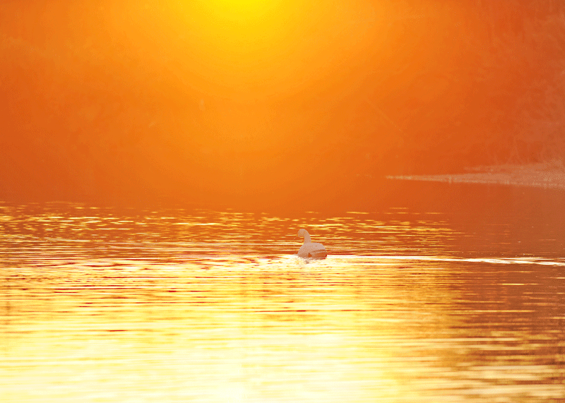 d0290240_10340881.gif