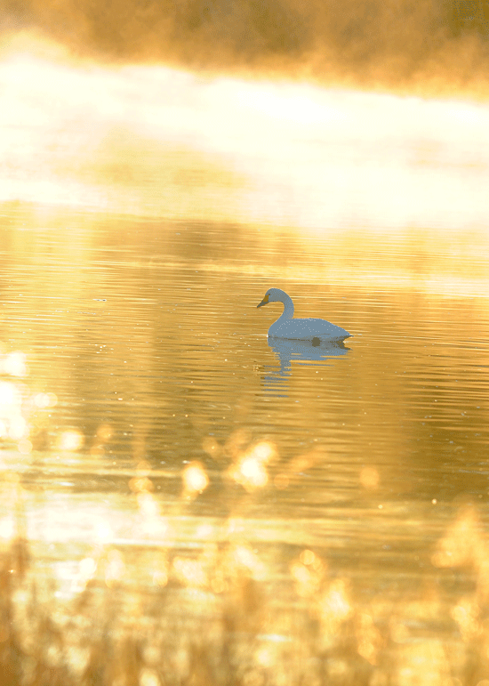 d0290240_10344636.gif