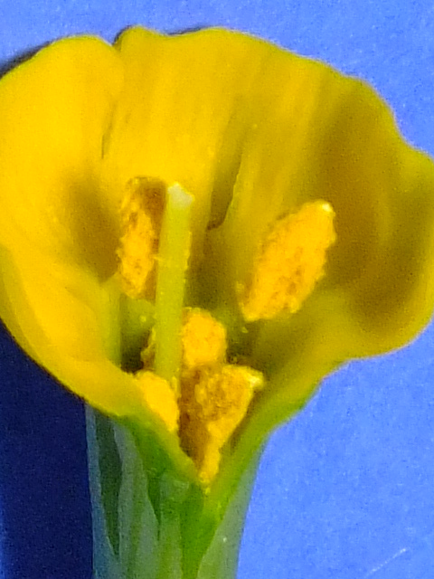 e0145782_15115889.jpg