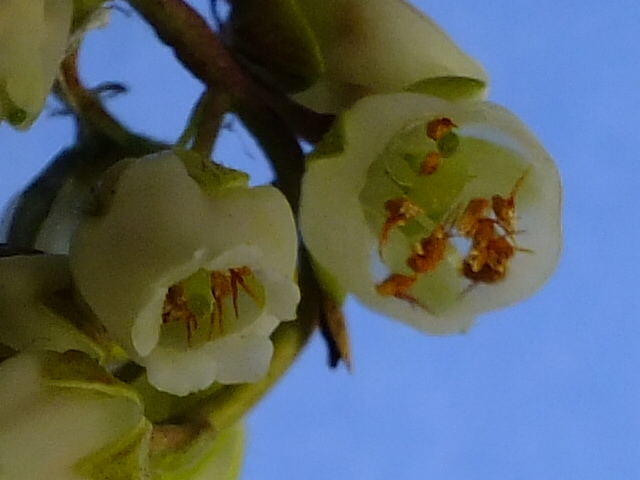 e0145782_15213972.jpg