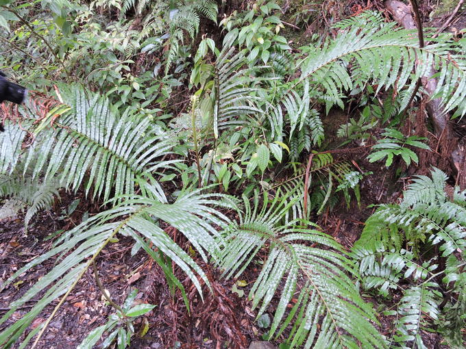 e0241093_8533431.jpg