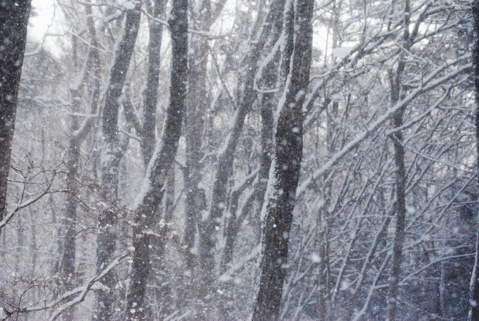 a0001354_23435481.gif