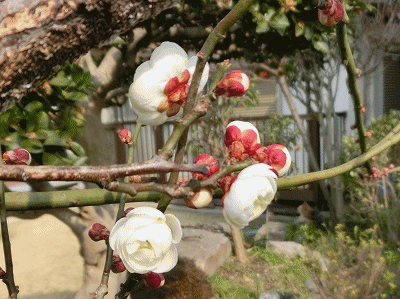 a0331562_1423639.gif