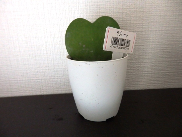 b0223766_1516513.jpg