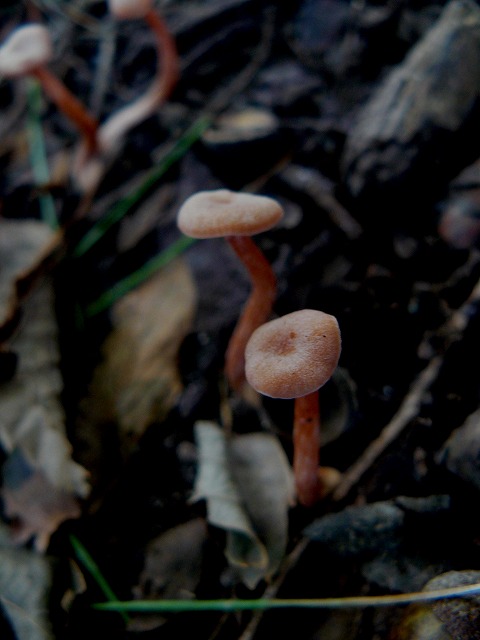 d0019074_8543541.jpg