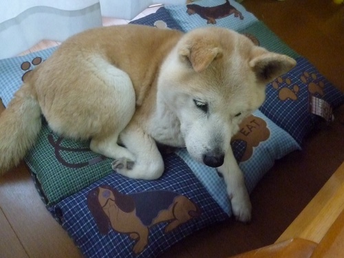 c0123890_2022640.jpg