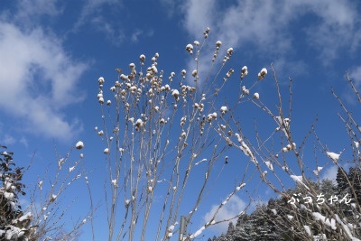f0353990_09513439.jpg