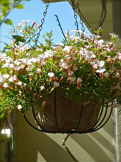 b0027736_2155655.jpg