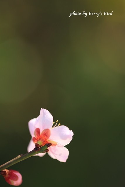 e0173743_20522613.jpg