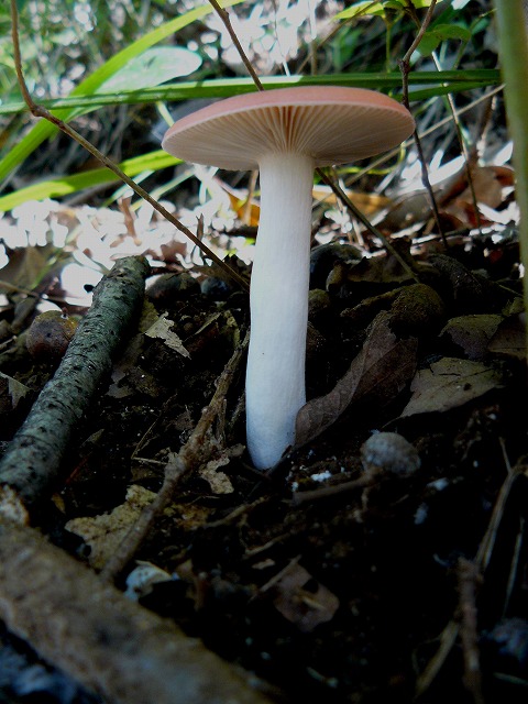 d0019074_1005080.jpg