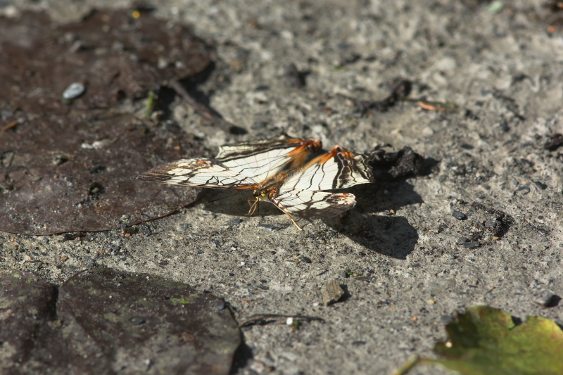 f0090680_2172665.jpg