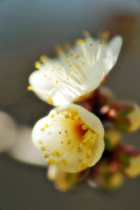 a0263109_12511547.jpg