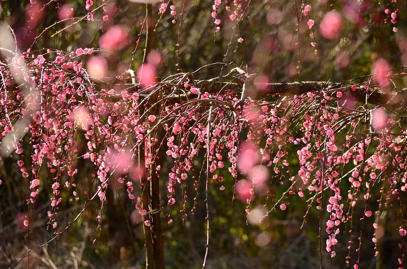 b0288942_922268.jpg