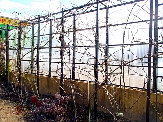 a0104162_2048986.jpg