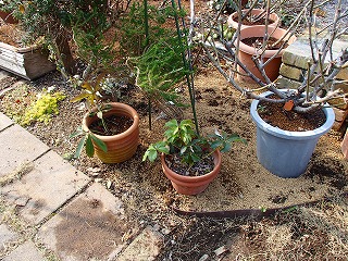 a0104162_20541196.jpg