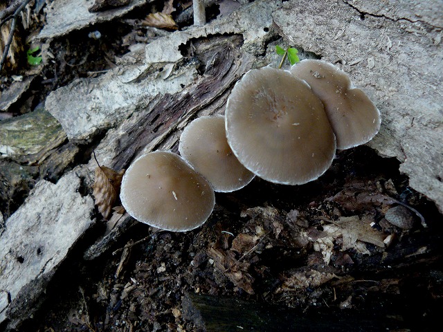 d0019074_913422.jpg