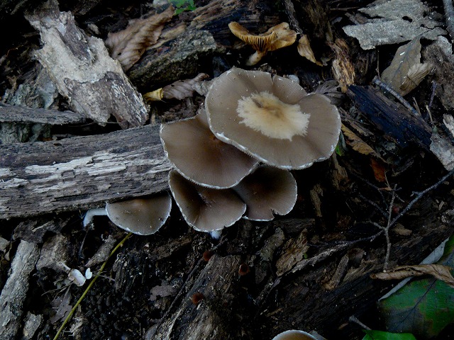 d0019074_914167.jpg