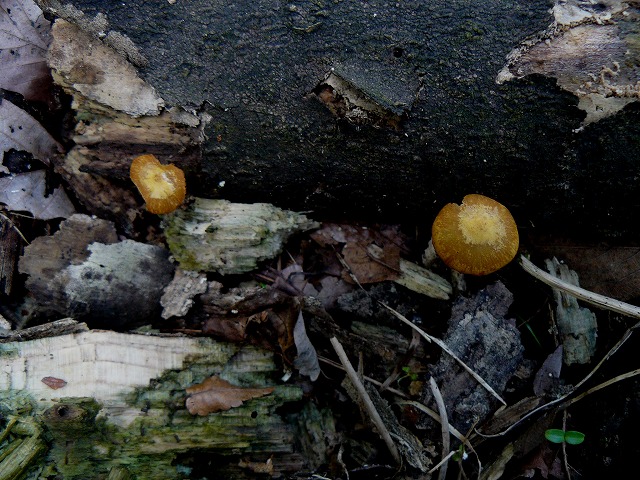 d0019074_9153361.jpg