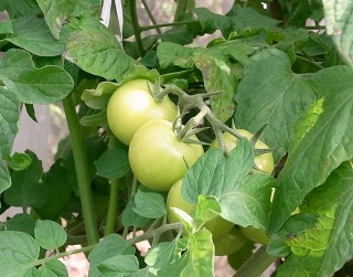 e0158687_12403754.jpg