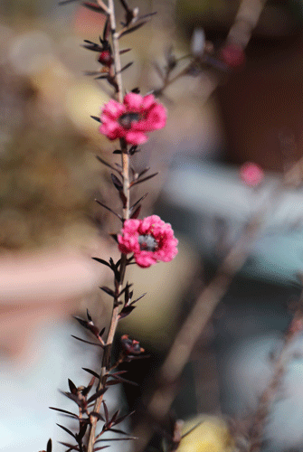 a0245136_20352085.gif