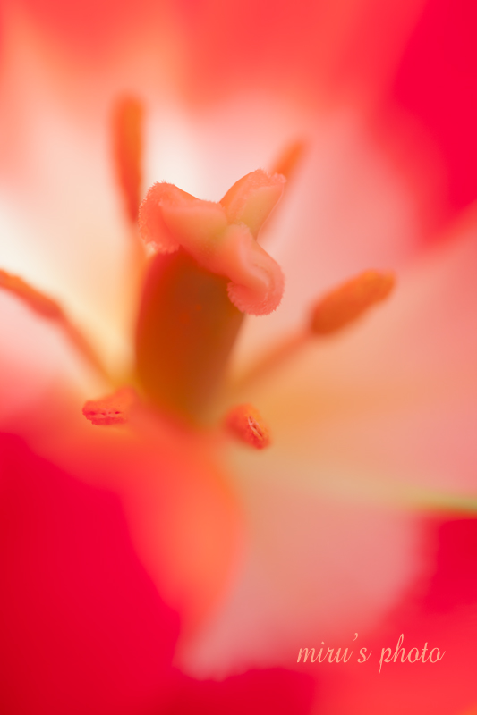 c0037519_23262834.jpg