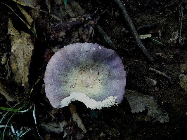 d0019074_79053.jpg
