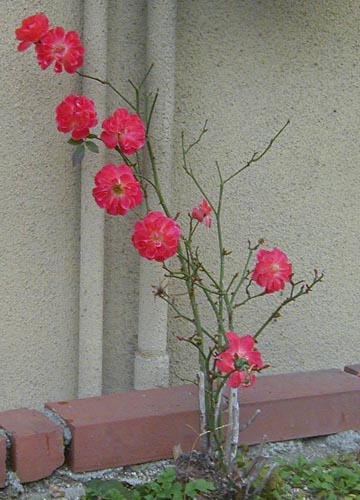 d0053294_112131.jpg