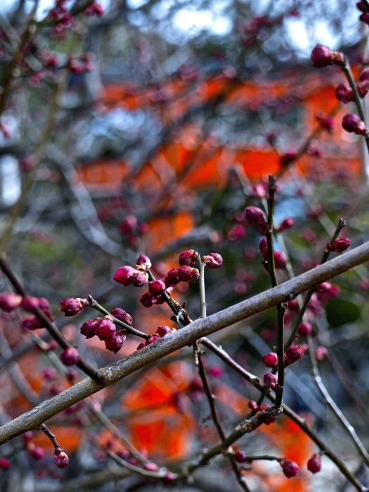 f0315034_12571748.jpg