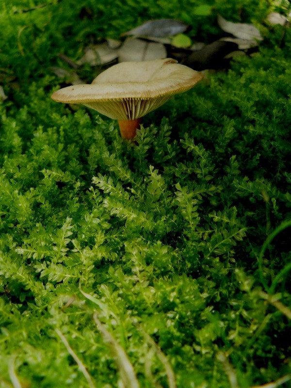 d0019074_10163550.jpg
