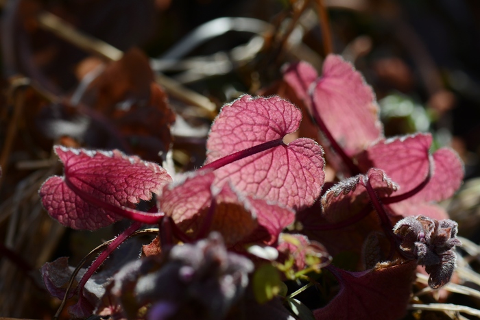 a0277496_1501576.jpg