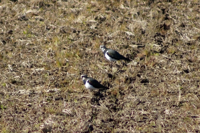 c0042418_973543.jpg