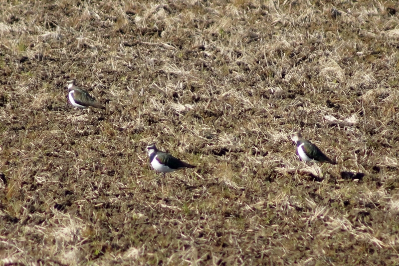 c0042418_975636.jpg