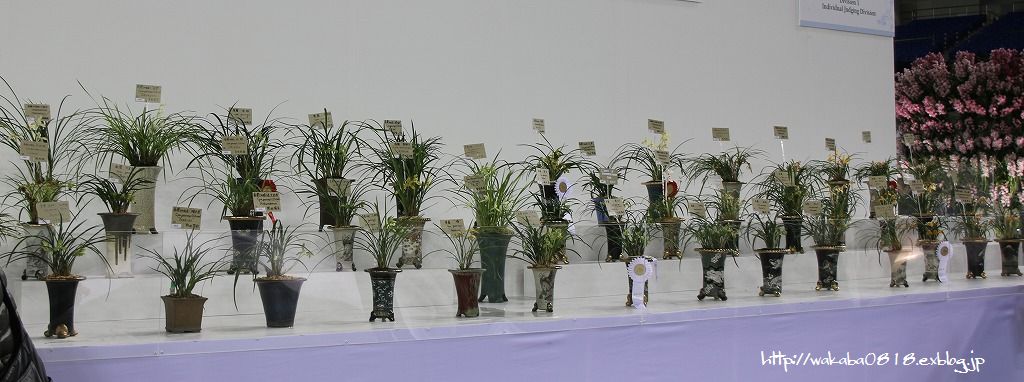 e0052135_9214944.jpg