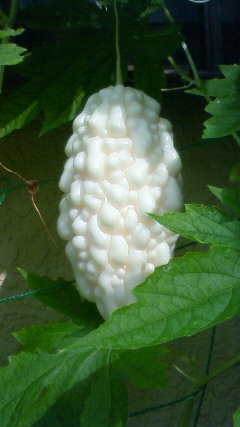 e0103439_1974641.jpg