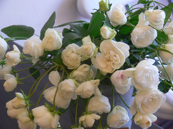 e0140986_1650980.jpg