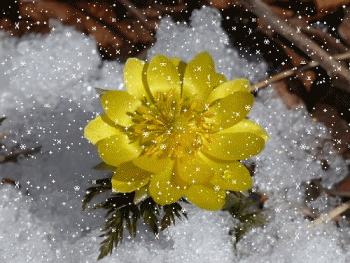 f0357487_1185059.gif