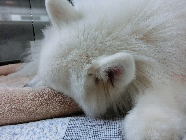 e0196135_20102720.jpg