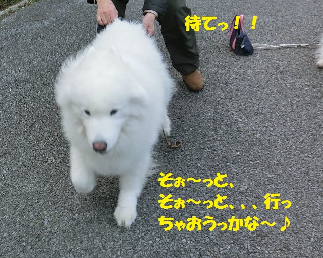 e0196135_20152219.jpg